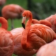 flamingo, bird, plumage, feathers, water bird, wildlife, exotic, legs, long jibe, tropical, elegance, swamp, animals, animal watching, bird watching, waterfowl, nature, zoo, herd, ornithology, red, salmon red, before, romantic