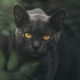 cat, eyes, animal, pet, portrait, eye, nature, face, black, puma, head, feline