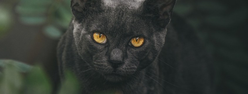 cat, eyes, animal, pet, portrait, eye, nature, face, black, puma, head, feline