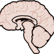 graphic, human brain, brain, brain diagram, neurology, medicine, mri, multiple sclerosis, ms, graphics, mind, human, knowledge, thinking, intelligence, human brain, brain, brain, brain, brain, brain, brain diagram, brain diagram, brain diagram, neurology, mri, mri, mri, multiple sclerosis, multiple sclerosis, multiple sclerosis, multiple sclerosis