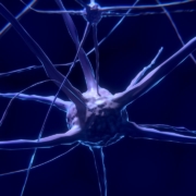 nerve cells, neurons, nervous system, brain, neural pathways, neurons, brain, brain, brain, brain, brain