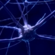 nerve cells, neurons, nervous system, brain, neural pathways, neurons, brain, brain, brain, brain, brain