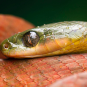 un serpente in natura