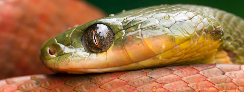 un serpente in natura