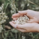 oats, cereals, field, food, grain, healthy, nutrition, agriculture, harvest, hand, keep, collect, tumblr wallpaper, oats, oats, oats, oats, oats, grain, grain, grain, grain, collect, collect