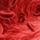 cells, red, medical, medicine, anatomy, health, human, biology, blood cells, artery, healthcare, microscopic, vein, care, flow, macro, plasma, circulatory, microbiology, risk, pathology, danger, science, bacteriology, hazard, microorganism, pathological, research, analysis, biotechnology, examination, organism, scientific, immune system, 3d, red health, red medical, red science, red research, red medicine, red human, red blood, red care, red healthcare