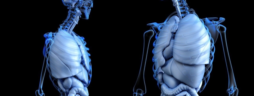 anatomical, anatomy, body, gut, health, human, medical, medicine, abdomen, abdominal, colon, digestion, digestive system, bone, chest, digesting, enteric, enteron, gastric, gastrointestinal, hepatic, liver, lung, male, man, organ, ribs, ribcage, skeleton, stomach, urinary, ventral, vesica, 3d, render, rendering, brain, dissection, internal, skull, black health, black brain, black medical, black medicine, black skull, black body, black human, anatomy, body, body, health, health, health, human, medical, medical, digestive system, liver, liver, skeleton, stomach, brain, brain, brain, brain, brain