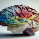 immagine illustrativa di un cervello