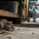 sull’hantavirus: un roditore in primo piano in un ambiente chiuso, mentre sullo sfondo un operatore in tuta protettiva ispeziona l’area, richiamando i rischi di contagio e l’importanza della prevenzione
