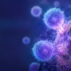 cellule nk al microscopio