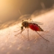 malaria e viaggi: prevenzione, vaccini e consigli per ridurre il rischio di infezione 16 malaria