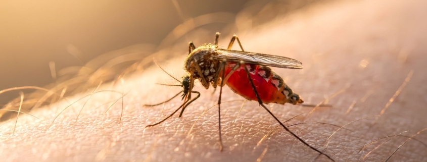 malaria