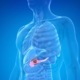 pancreas