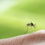 west nile west nile