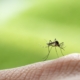 west nile