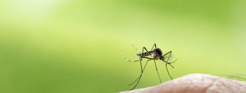 west nile, anziano di 85 anni muore a pavia: cosa sapere 1 west nile